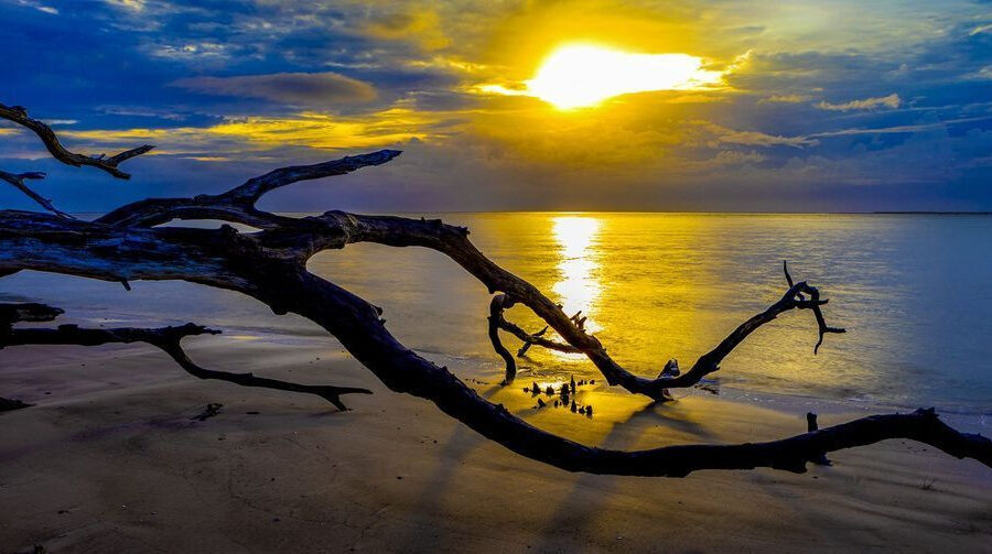 Golden sunlight over the ocean and sculptural driftwood at Boneyard Beach, Florida, photographed by Neal Nachman.