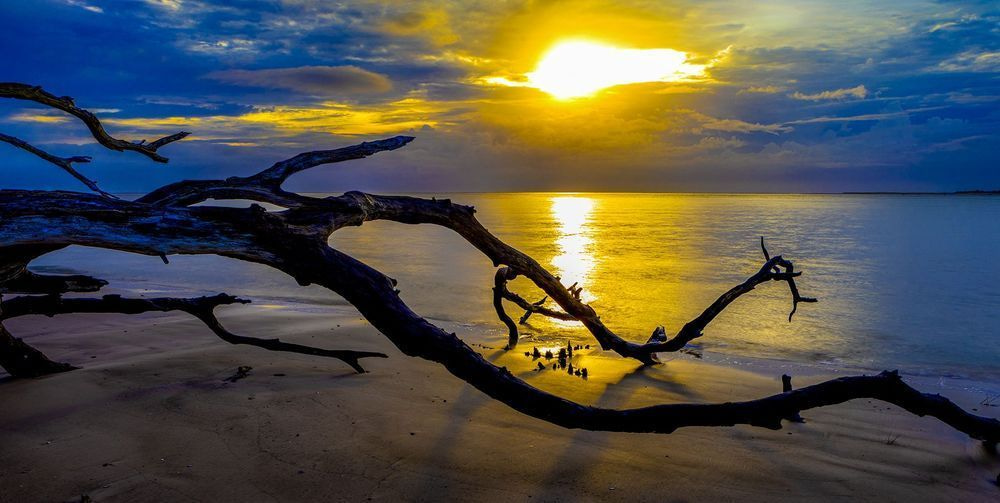 Golden sunlight over the ocean and sculptural driftwood at Boneyard Beach, Florida, photographed by Neal Nachman.